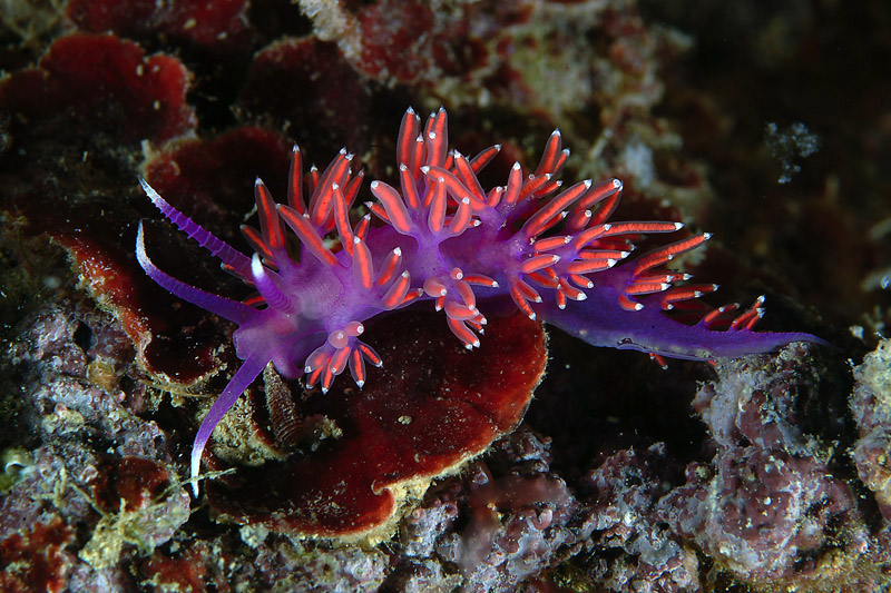 Flabellina affinis ed uova